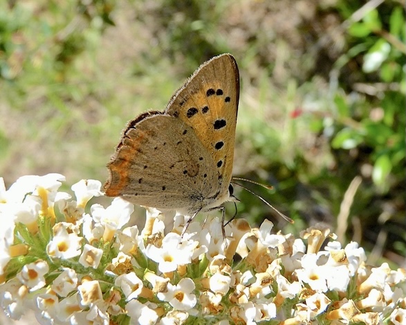 small copper